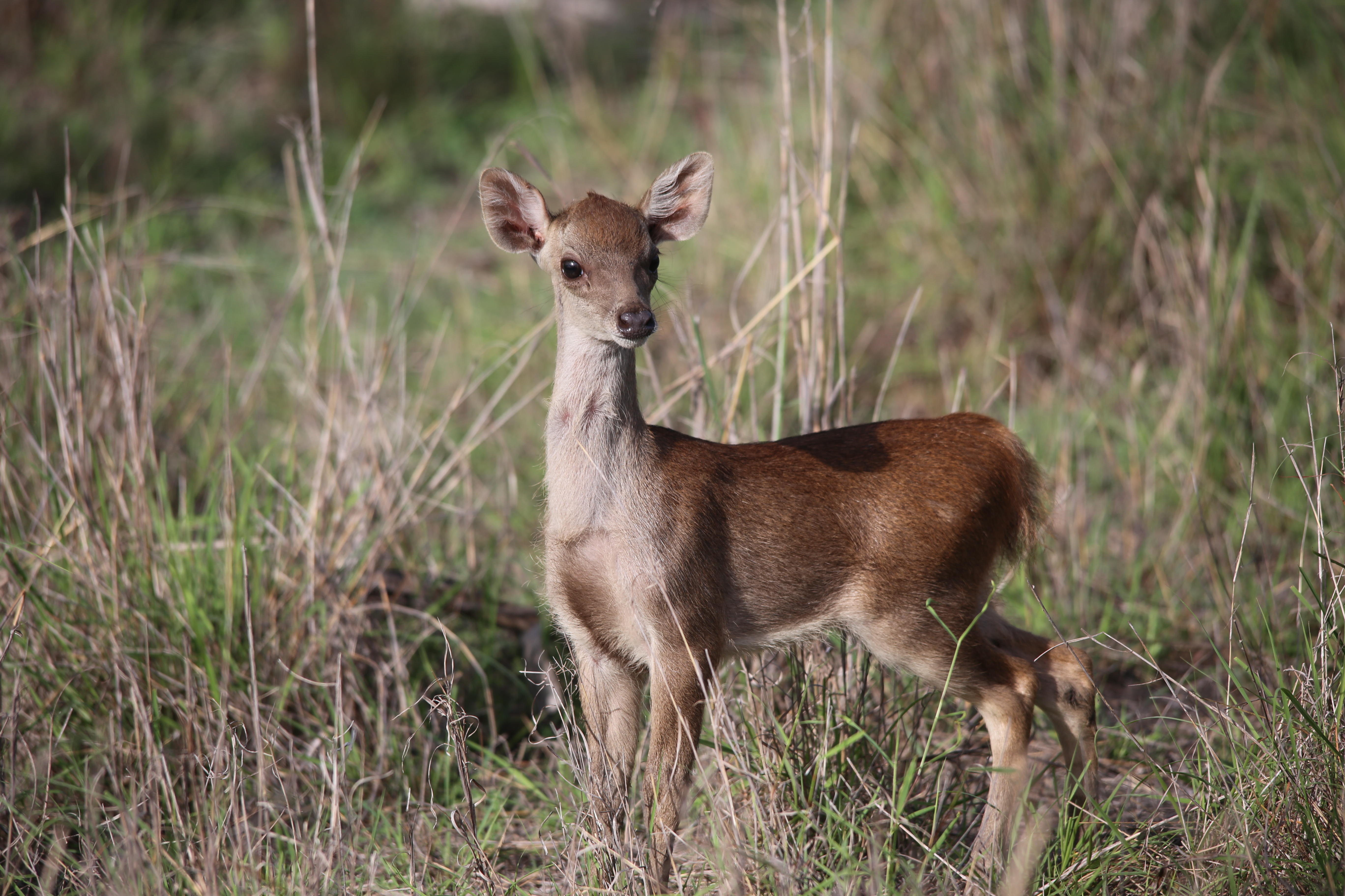 Timor Deer 